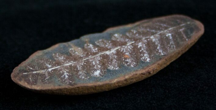 Small Fern Fossil From Mazon Creek #2149